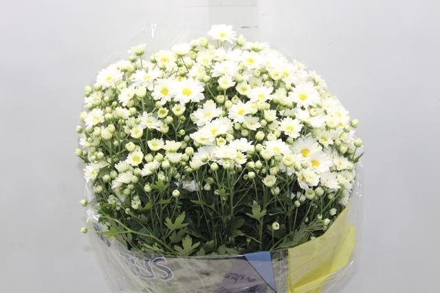 <h4>CRISANTEMO BOLA BELGA P20 BRANCO</h4>