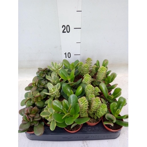 Crassula   ...mix
