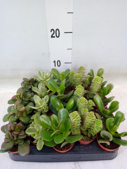 <h4>Crassula ...mix</h4>