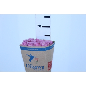 ROSA COOL WATER 060 CM ESTUFA