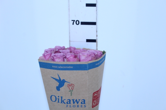 ROSA COOL WATER 060 CM ESTUFA