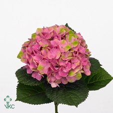 <h4>Hydrangea mag amethyst</h4>