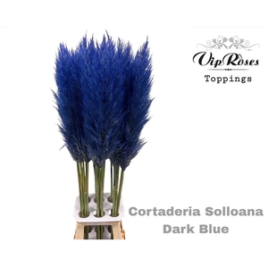 CORTADERIA SELLOANA DARK BLUE