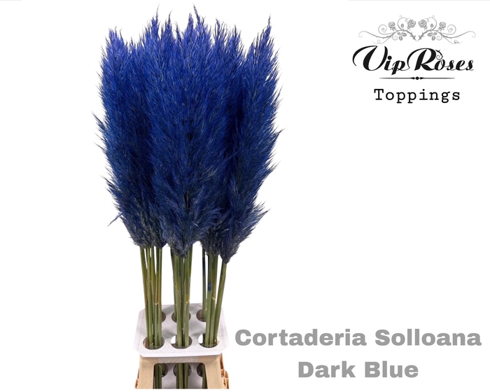 <h4>Cortaderia Selloana Dark Blue</h4>