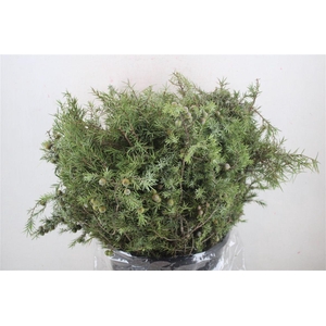 Jenever Berry P Bunch