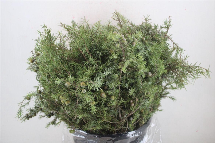 <h4>Jenever Berry P Bunch</h4>