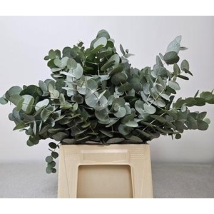 EUC CINEREA PER BUNCH 150GR