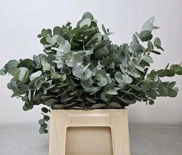 <h4>EUC CINEREA PER BUNCH 150GR</h4>