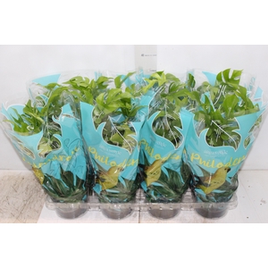 PHILODENDRON MINIMA P15