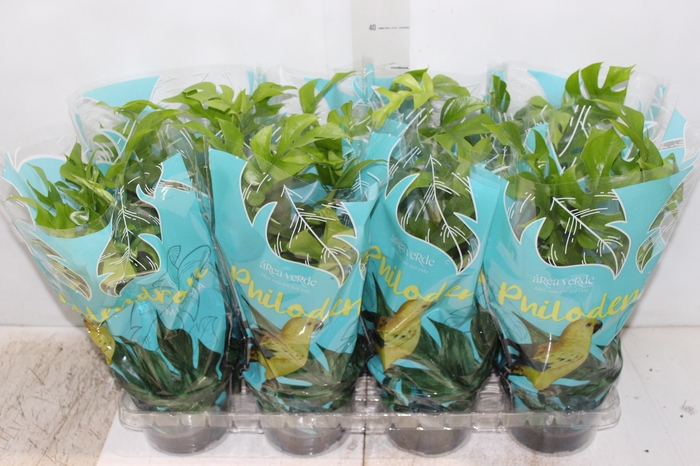 <h4>PHILODENDRON MINIMA P15</h4>