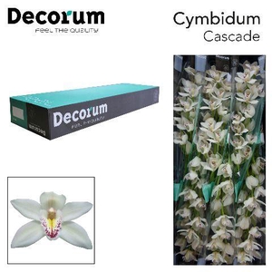 CYMB T CASCADE Decorum 80cm.
