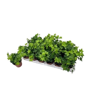 Hedera Helix Pittsburgh 9Ø 10cm