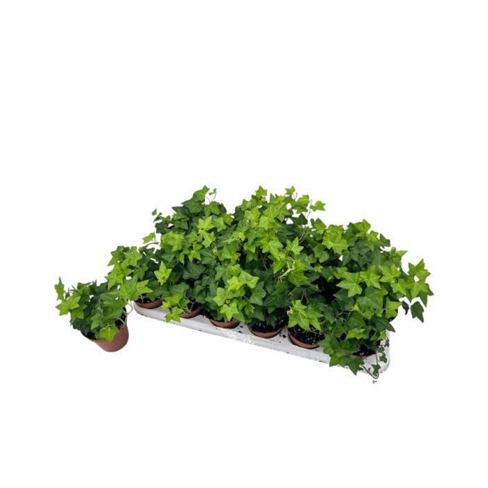 <h4>Hedera Helix Pittsburgh 9Ø 10cm</h4>