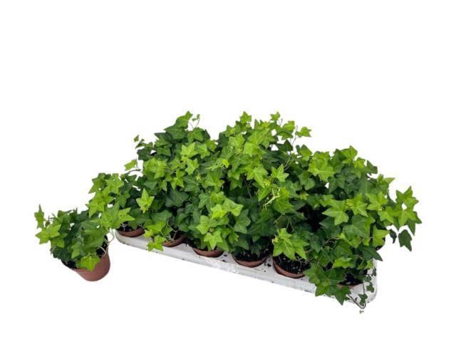 Hedera Helix Pittsburgh 9Ø 10cm