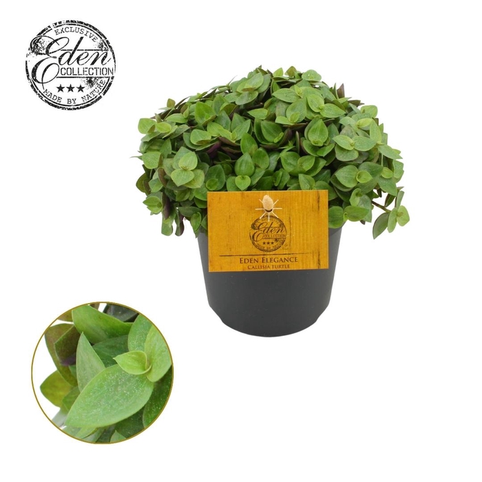 <h4>Callisia Turtle 10,5cm</h4>