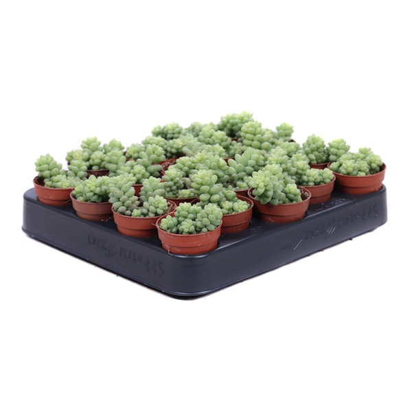 <h4>Sedum burrito 5,5 cm</h4>