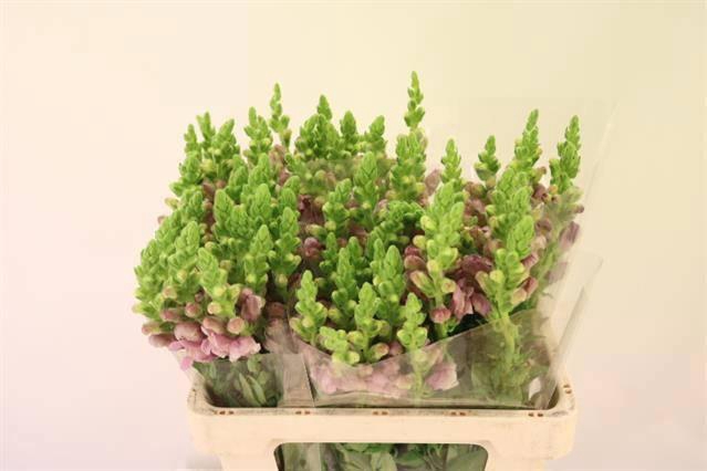 <h4>ANTIR POTO LAVEND</h4>