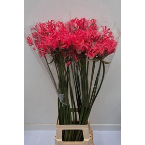 Nerine elegance casandra