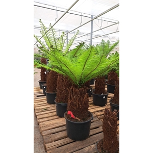Dicksonia190 cm