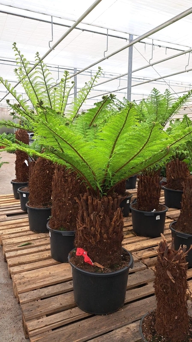 <h4>Dicksonia190 cm</h4>