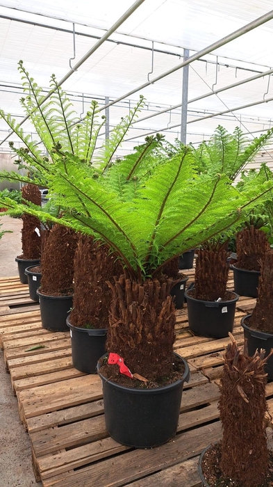 <h4>Dicksonia190 cm</h4>