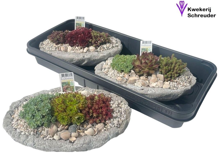 <h4>ARR TUINPLANTEN</h4>