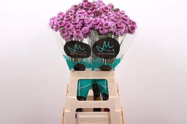 <h4>Scabiosa Saura Marginpar</h4>