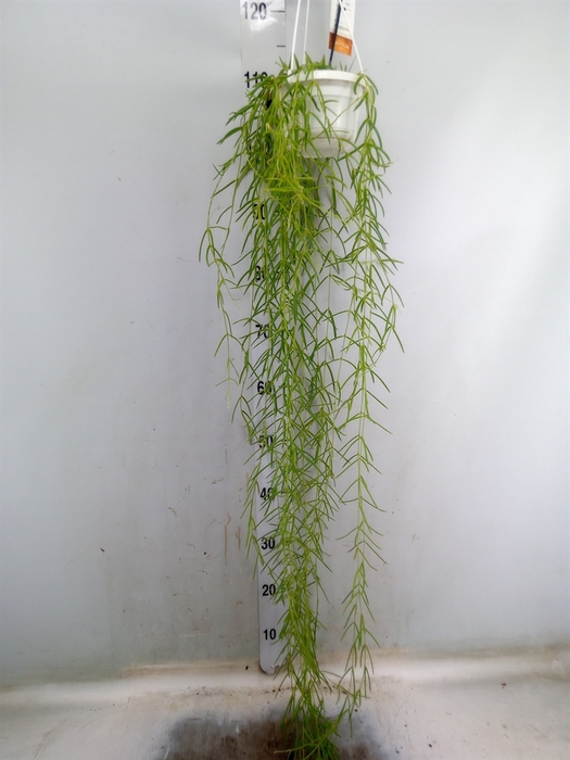 <h4>Hoya linearis</h4>