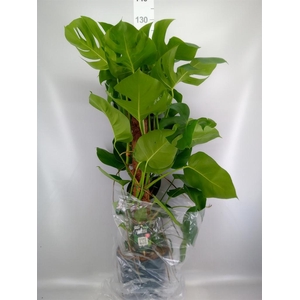 Monstera pertusum