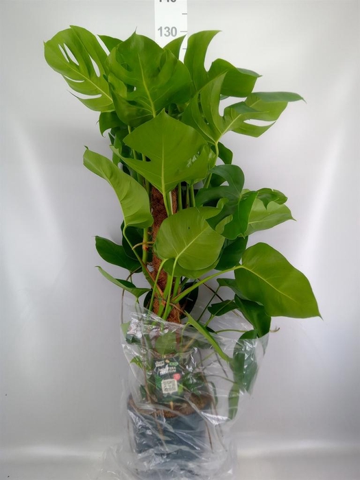 <h4>Monstera pertusum</h4>
