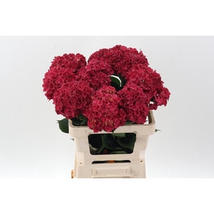 Hydr M Mag Rubyred