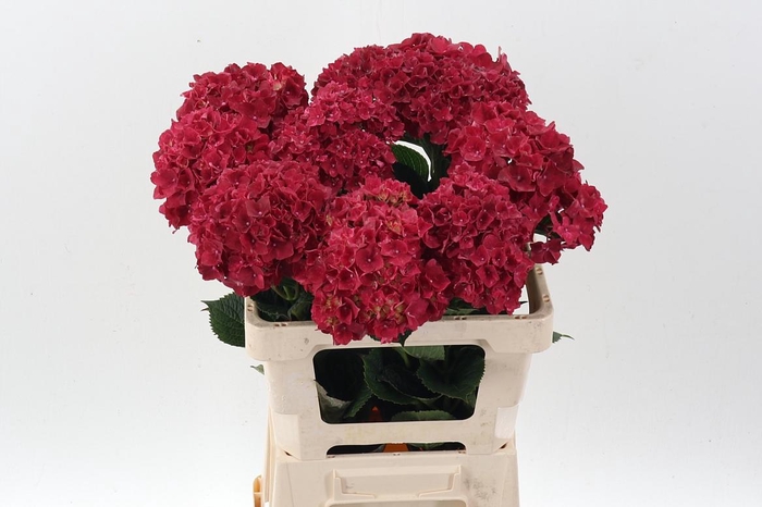 <h4>Hydr M Mag Rubyred</h4>