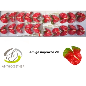 ANTH A AMIGO IMPROVE 20