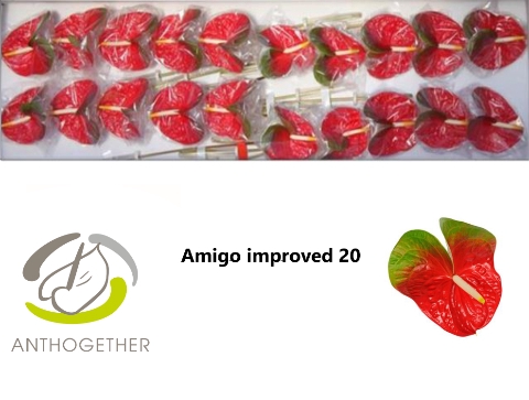 <h4>ANTH A AMIGO IMPROVE 20</h4>