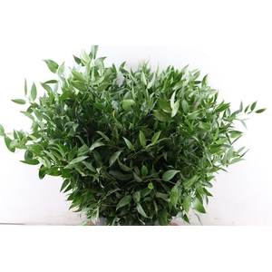 Ruscus Medium 200gr P Bunch