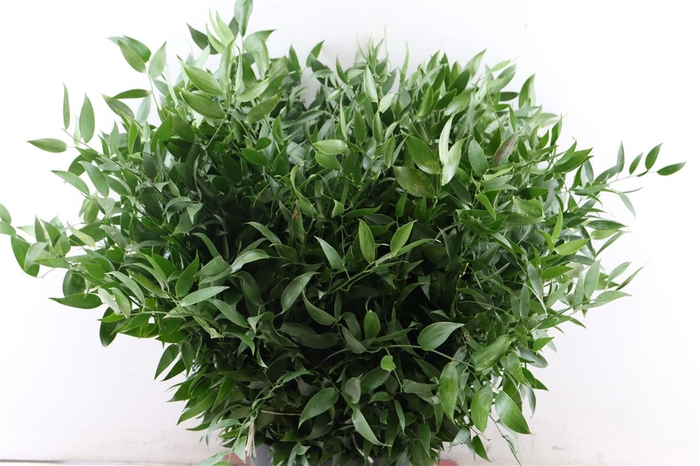 <h4>Ruscus Medium 200gr P Bunch</h4>