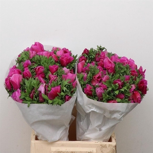 Anem Mistral Cerise Super