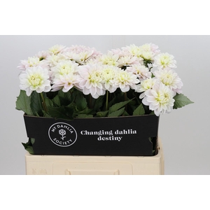 Dahlia Cayen