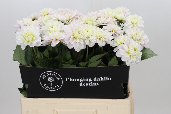 <h4>Dahlia Cayen</h4>