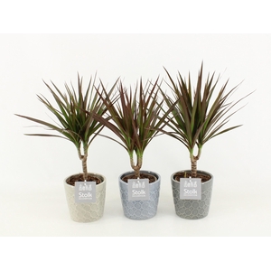 Dracaena Marginata Magenta in Gaia keramiek