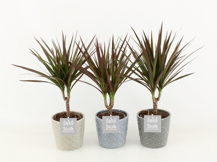 <h4>Dracaena Marginata Magenta in Gaia keramiek</h4>