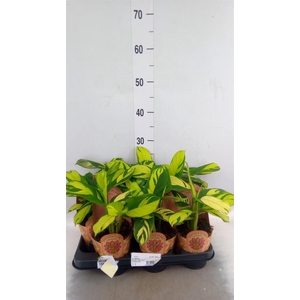 Calathea   ...