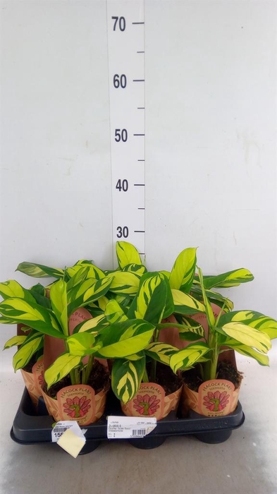 <h4>Calathea   ...</h4>
