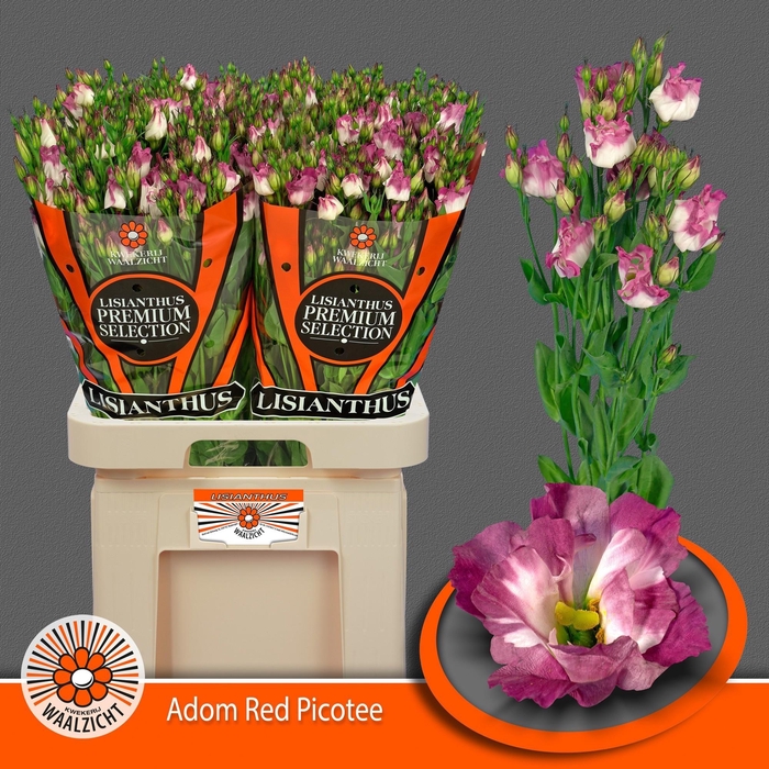 <h4>EUS E ADOM RED PICO</h4>