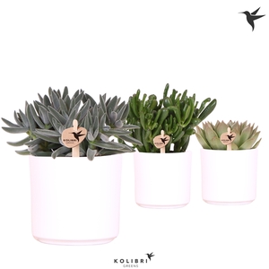 Kolibri Greens Succulenten mix in Simplicity pot white