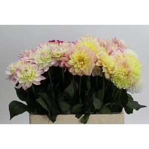 Dahlia Gemengd in fust