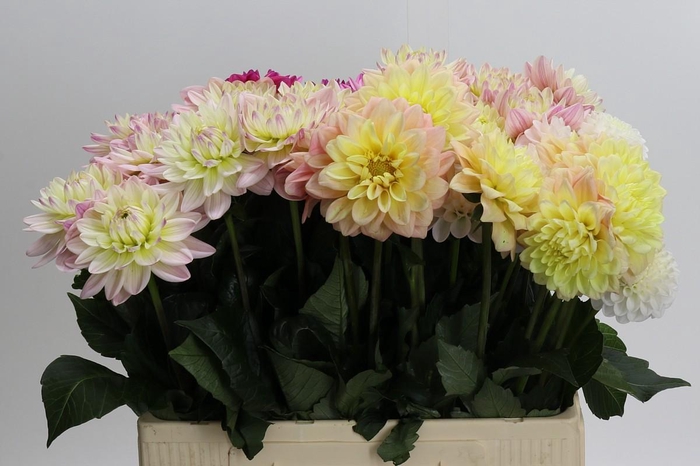 <h4>Dahlia Gemengd in fust</h4>