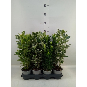 Euonymus japon.   ...mix