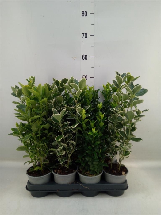 <h4>Euonymus japon.   ...mix</h4>