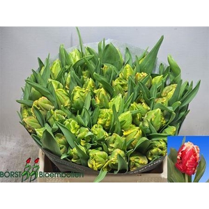 Tu Pa Dee Jay Parrot